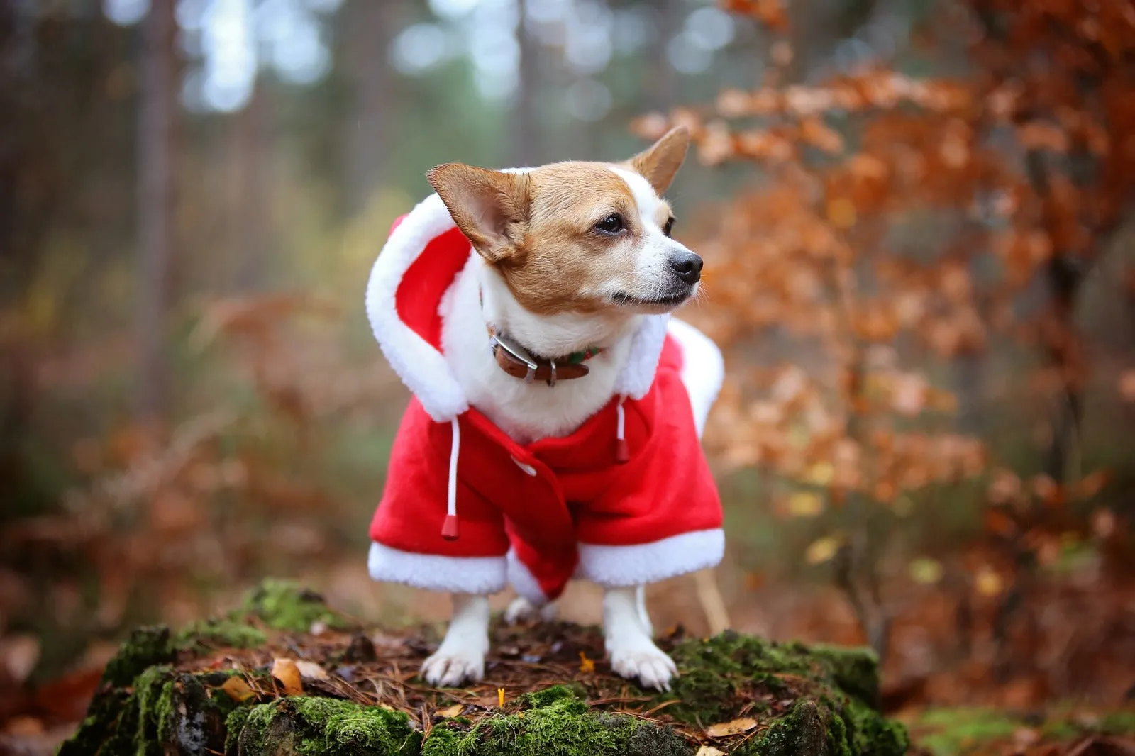 QHP Christmas Dog Coat